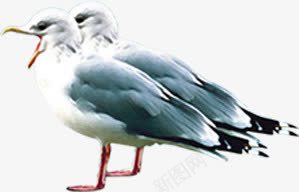 白色可爱小鸟动物png免抠素材_88icon https://88icon.com 动物 可爱 小鸟 白色