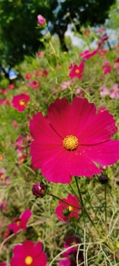 初秋印象格桑花21背景