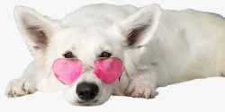 狗狗白色的狗戴眼镜的狗素材