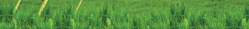 健康自然环保海报背景psd设计背景_88icon https://88icon.com 健康 树木 环保绿化 生命 自然 自然环保 自然环保模板下载 自然环保素材下载 花 草