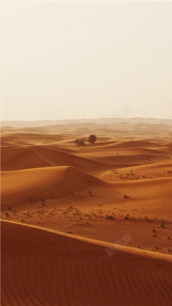 荒凉孤独沙漠中的树H5素材背景高清图片