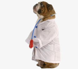 狗狗宠物医生素材