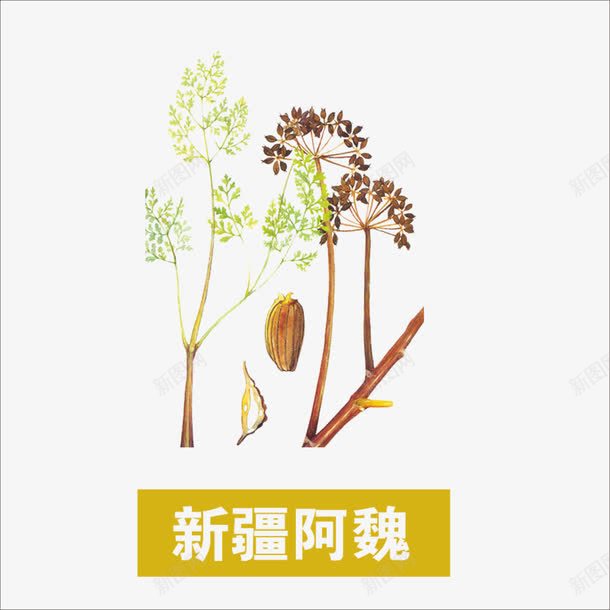 草药png免抠素材_88icon https://88icon.com 中国新疆 中药 新疆阿魏 本草纲目 药材