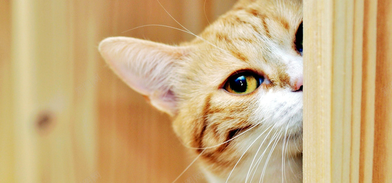 可爱小猫jpg设计背景_88icon https://88icon.com 可爱小猫 动物摄影 海报banner 摄影 风景