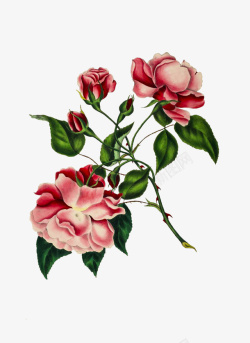 油画质感古典花卉花纹海报14素材