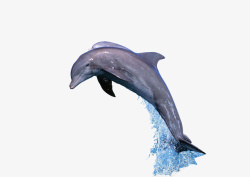 海豚跳出水面的海豚素材