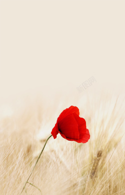 孤寂红色唯美玫瑰背景高清图片