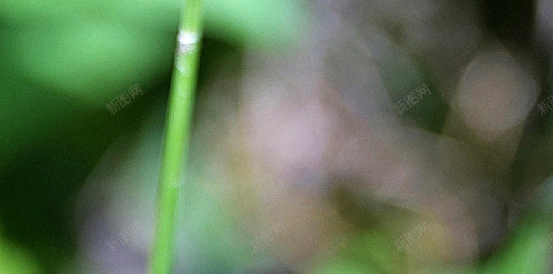 车前草jpg设计背景_88icon https://88icon.com 草原植物 绿色 夏季 关闭 开花 更大的车前草 自然 H5 h5 摄影 风景