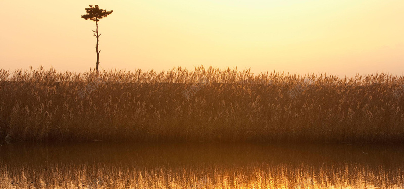 芦苇背景