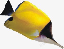 活动黄色尖嘴鱼素材