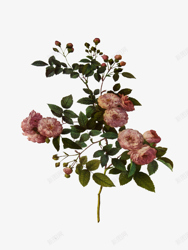 油画质感古典花卉花纹海报4png免抠素材_88icon https://88icon.com PNG 古典花卉 油画 海报 花纹 质感