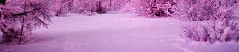 粉红色花海世界背景jpg设计背景_88icon https://88icon.com psd 天空 旅游 树木 浪漫 海报 粉红色 背景 陶醉 风景 高清背景设计图