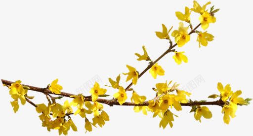 手绘黄色花卉时尚海报png免抠素材_88icon https://88icon.com 时尚 海报 花卉 黄色