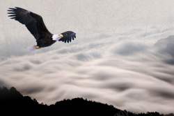 黑白点中国风云海老鹰群山背景素材高清图片