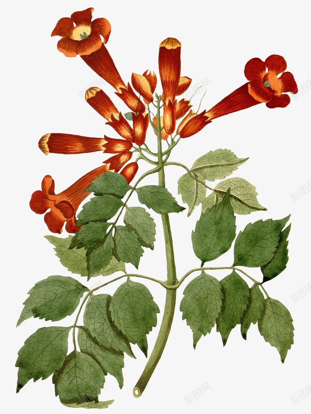 手绘植物花卉插画png免抠素材_88icon https://88icon.com 复古 手绘 插画 植物 花卉