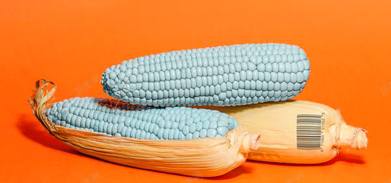 玉米背景图背景