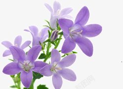 紫色花瓣鲜花素材