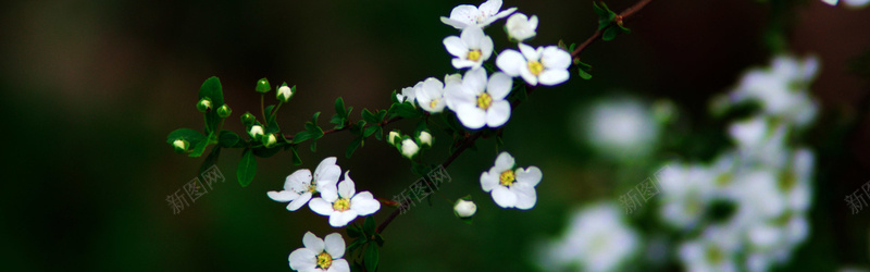 摄影生物世界小花背景jpg_88icon https://88icon.com 摄影 生物世界 小花 植物 春天 生机盎然 海报banner 风景