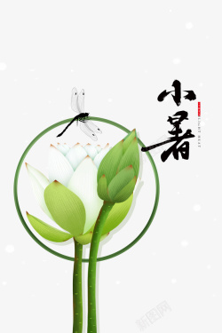 蜻蜓节气蜻蜓立荷花小暑节气高清图片