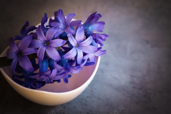 紫色的风信子鲜花背景摄影图片