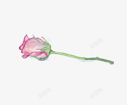 一朵玫瑰png免抠素材_88icon https://88icon.com 一朵玫瑰 粉色 鲜花