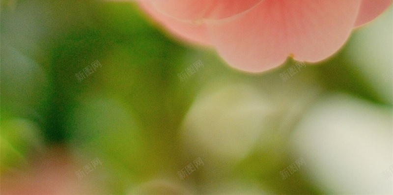 粉色花朵H5背景jpg设计背景_88icon https://88icon.com 花 唯美 浪漫 花季 彩色 H5 h5 摄影 风景