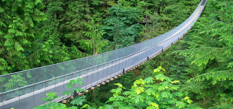 林间吊桥背景背景