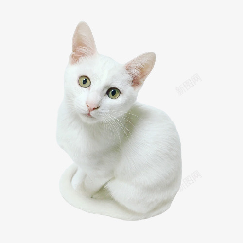 白色可爱小猫咪png免抠素材_88icon https://88icon.com 卖萌小猫 宠物 猫 猫咪 白色