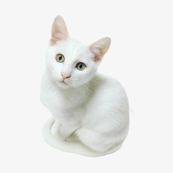 白色可爱小猫咪素材