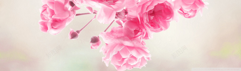 粉红花朵背景图背景