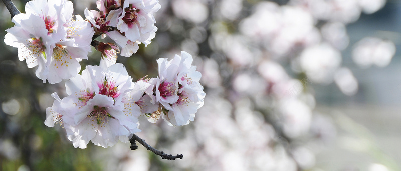 花朵背景jpg设计背景_88icon https://88icon.com 花朵 樱花 博客 广告 banner 淘宝 高清 粉红 白色 海报banner 摄影 风景