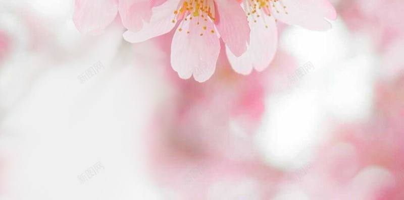 桃花花朵背景jpg设计背景_88icon https://88icon.com 唯美 小清新 文艺 樱花 简约 粉红色 花卉 花朵 花朵背景