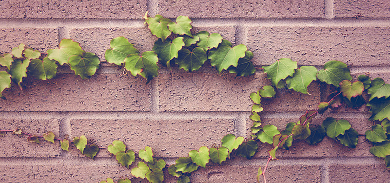 爬满砖墙的植物素材jpg设计背景_88icon https://88icon.com 植物 砖墙 纹理 绿色 质感 海报banner