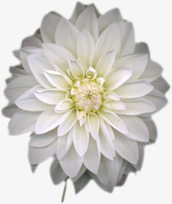 白色花朵药物装饰素材