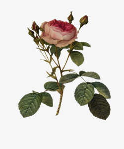 古典油画油画质感古典花卉花纹海报3高清图片