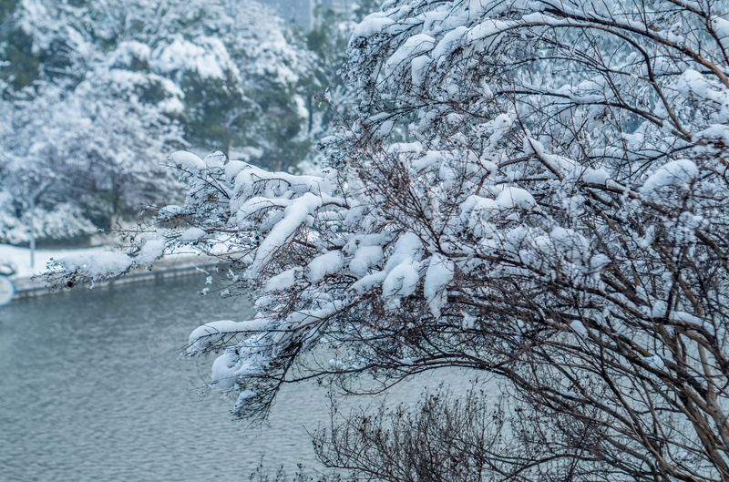 冬季雪压树弯腰jpg设计背景_88icon https://88icon.com 冬季 树 水 雪