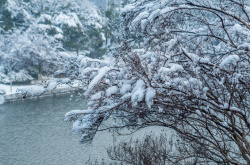 弯腰树冬季雪压树弯腰高清图片