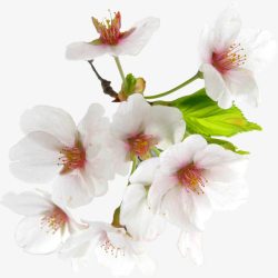 春天粉白色花朵装饰素材