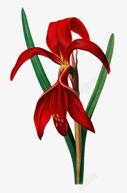 复古手绘植物红百合花卉插画素材