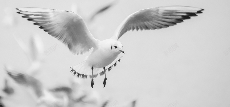 准备着陆的海鸥图片jpg设计背景_88icon https://88icon.com 海鸥 海滩 瑞士 湖 着陆 飞行鸟 白冬天 海报banner 摄影 风景