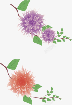 牡丹花圈素材装饰背景牡丹花紫色花朵高清图片