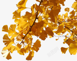 金黄银杏叶抠图素材