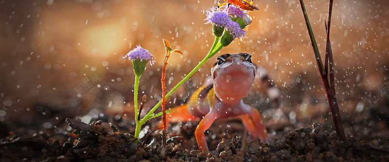 雨中捕食的青蛙背景