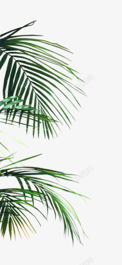 树叶细长的热带植物的部分素材