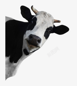 黑白动物绘画可爱的小奶牛39高清图片