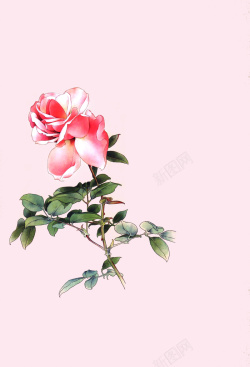 粉嫩色淡粉色花朵绿叶海报背景高清图片