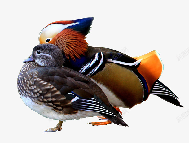 鸳鸯鸟类动物png免抠素材_88icon https://88icon.com 两只鸟 动物 小鸟 鸟类 鸳鸯