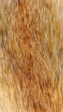 金黄色动物毛皮H5素材背景背景