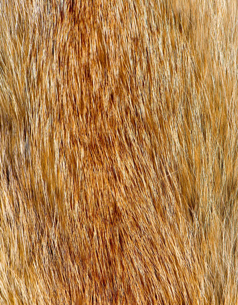 金黄色动物毛皮H5素材背景jpg设计背景_88icon https://88icon.com H5素材 动物毛皮 布料 底纹背景 皮革 纹理图案 老虎皮 老虎皮纹理 老虎纹路 老虎贴图 虎皮纹 虎背纹理 金色毛皮 面料