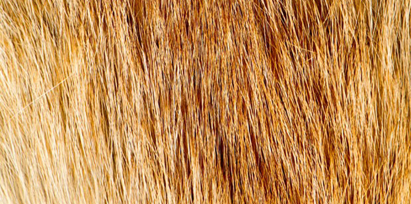 金黄色动物毛皮H5素材背景jpg设计背景_88icon https://88icon.com H5素材 动物毛皮 布料 底纹背景 皮革 纹理图案 老虎皮 老虎皮纹理 老虎纹路 老虎贴图 虎皮纹 虎背纹理 金色毛皮 面料